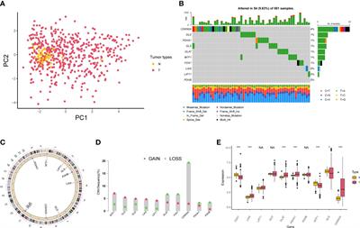 Comprehensive analysis of the cuproptosis-related model to predict prognosis and indicate tumor immune infiltration in lung adenocarcinoma